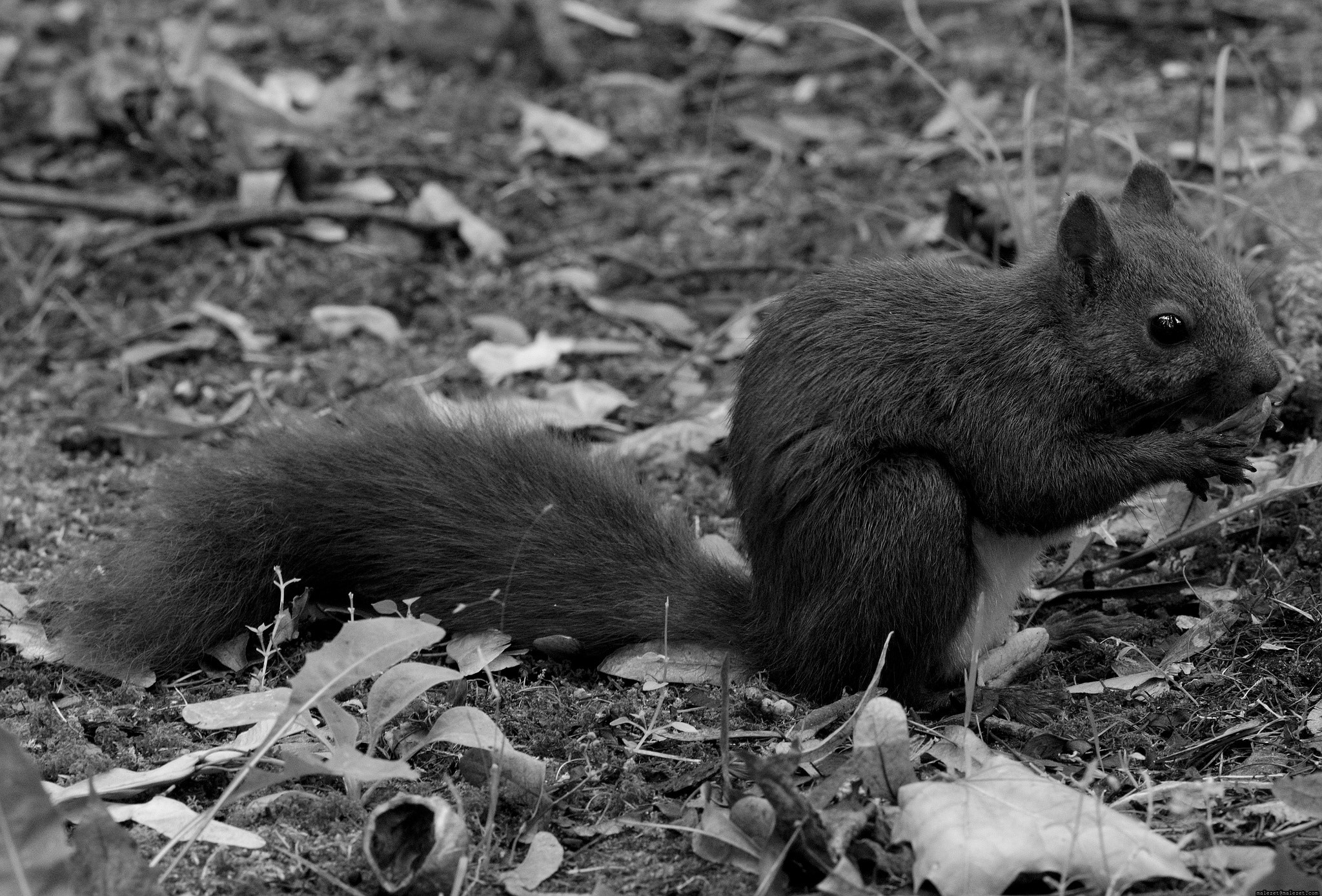 Pentax K-3 sample photo
