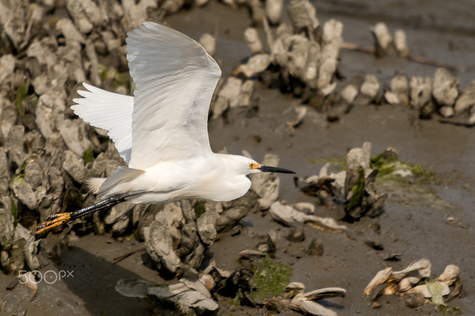 Canon EOS 70D + Sigma 50-500mm f/4-6.3 APO HSM EX sample photo. Snowy egret flying photography