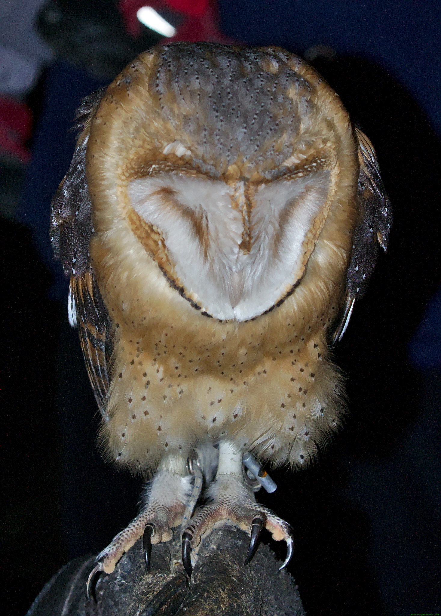 Pentax K-x sample photo. Owl photography