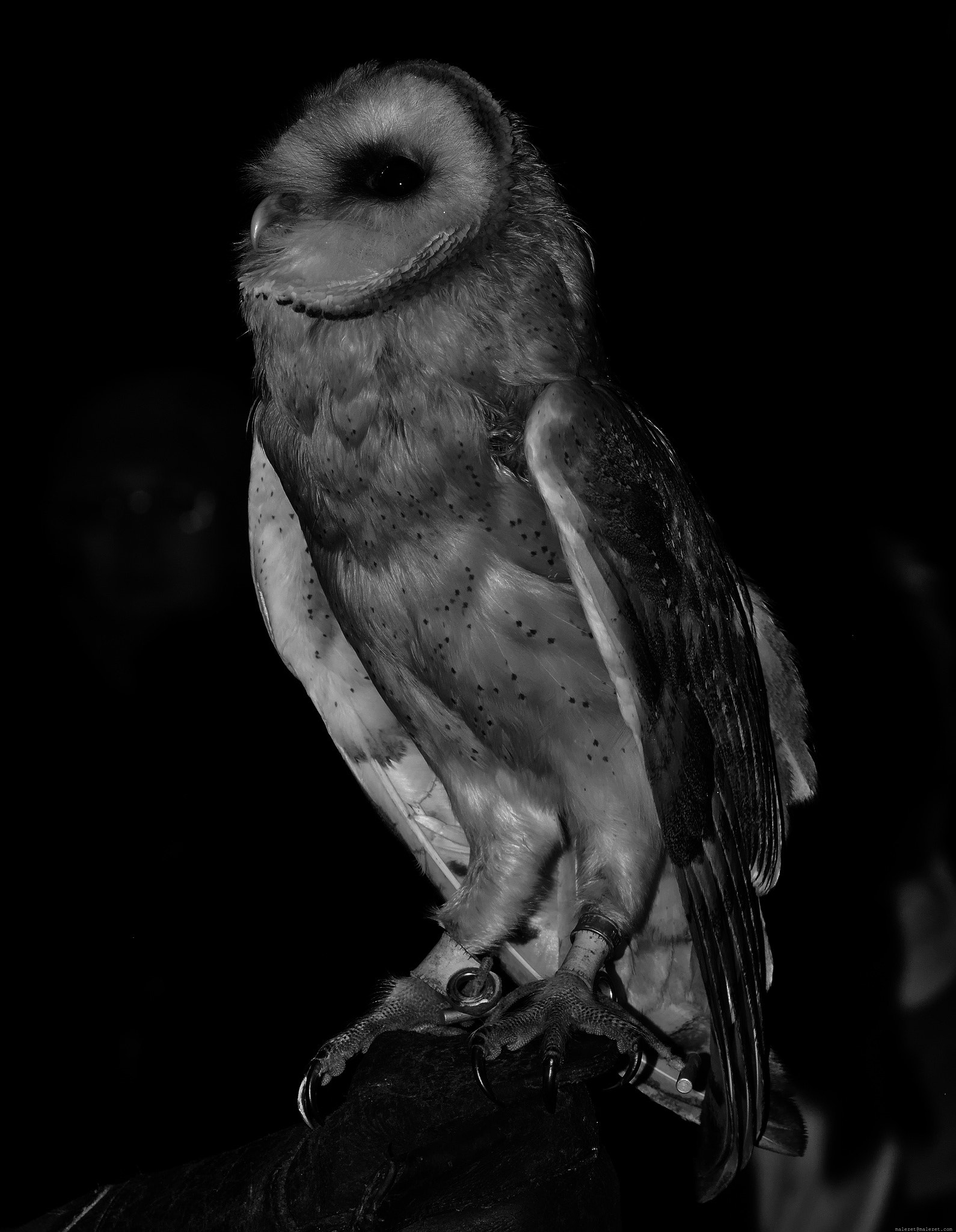 Pentax K-3 sample photo. Owl photography