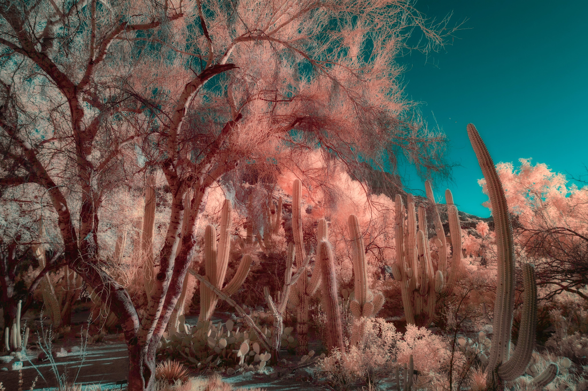 Nikon AF-S Nikkor 16-35mm F4G ED VR sample photo. Desert w color photography