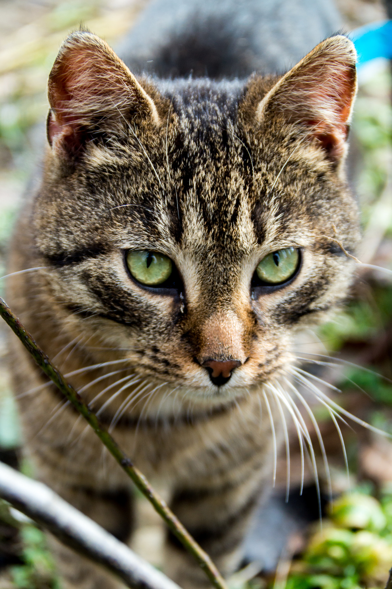 Sony SLT-A58 + Tamron SP 24-70mm F2.8 Di VC USD sample photo. Cat photography