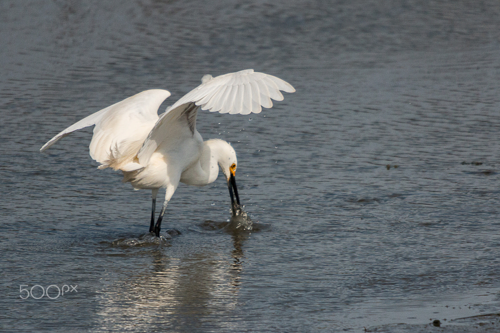 Sigma 50-500mm f/4-6.3 APO HSM EX sample photo. Snowy egret fishing photography