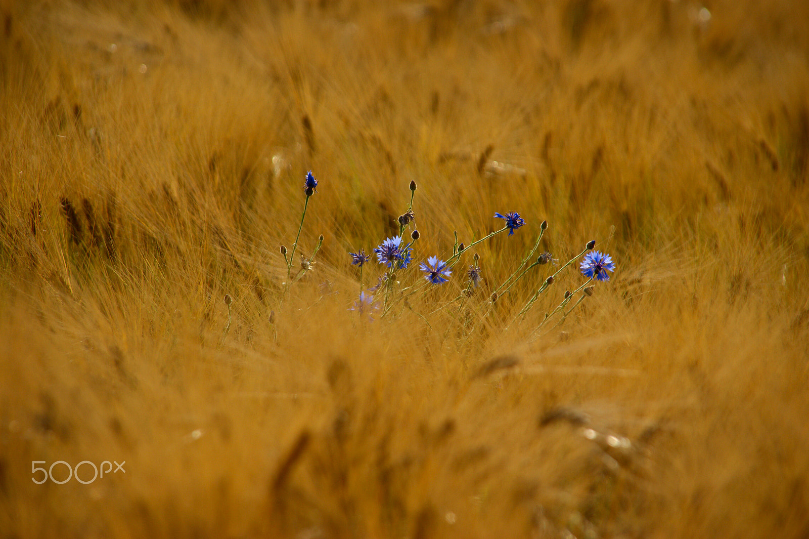 Sony Alpha DSLR-A350 + Sigma 18-200mm F3.5-6.3 DC sample photo. Blue flowers photography