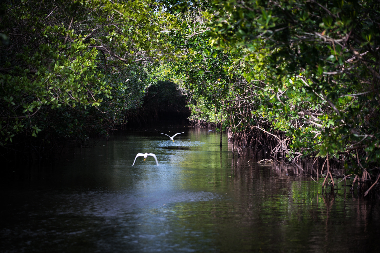 Nikon AF-S Nikkor 70-200mm F4G ED VR sample photo. Somewhere in the everglades photography