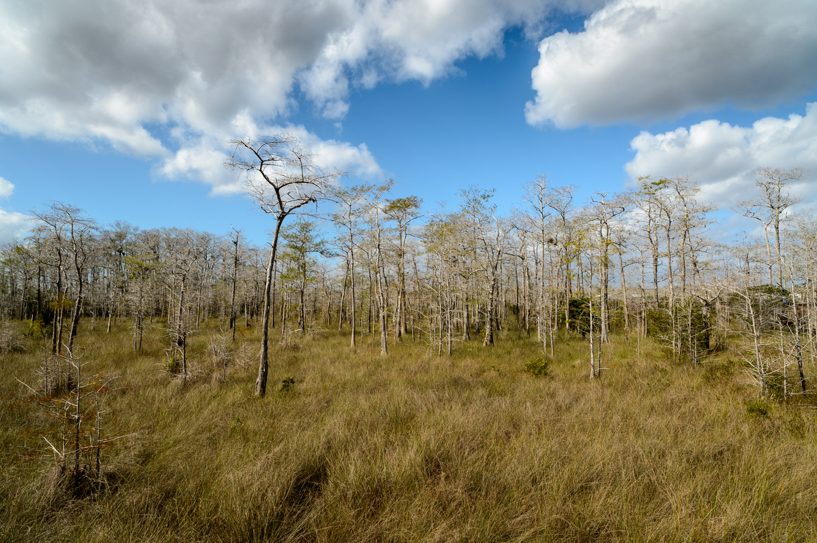 Nikon Df + ZEISS Distagon T* 21mm F2.8 sample photo. Somewhere in the everglades photography