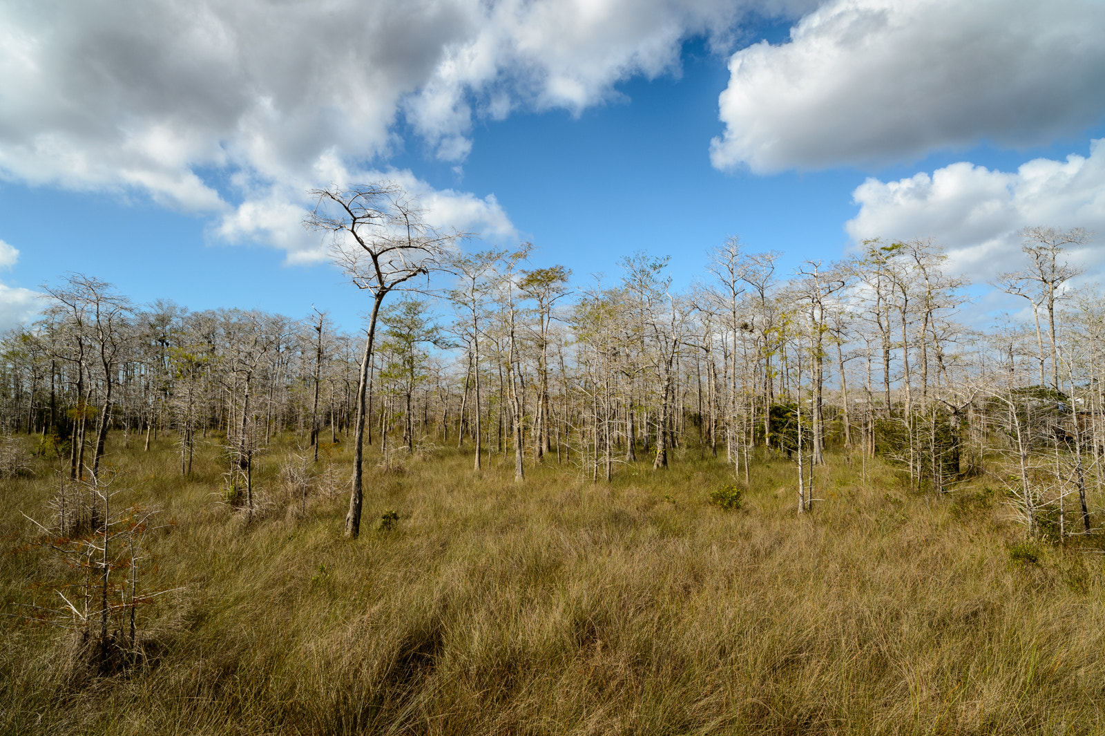 Nikon Df sample photo. Somewhere in the everglades photography