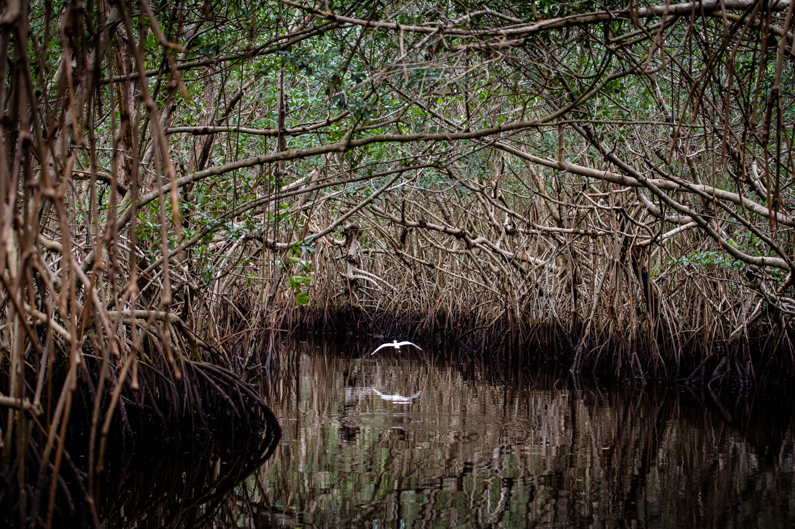 Nikon AF-S Nikkor 70-200mm F4G ED VR sample photo. Somewhere in the everglades photography
