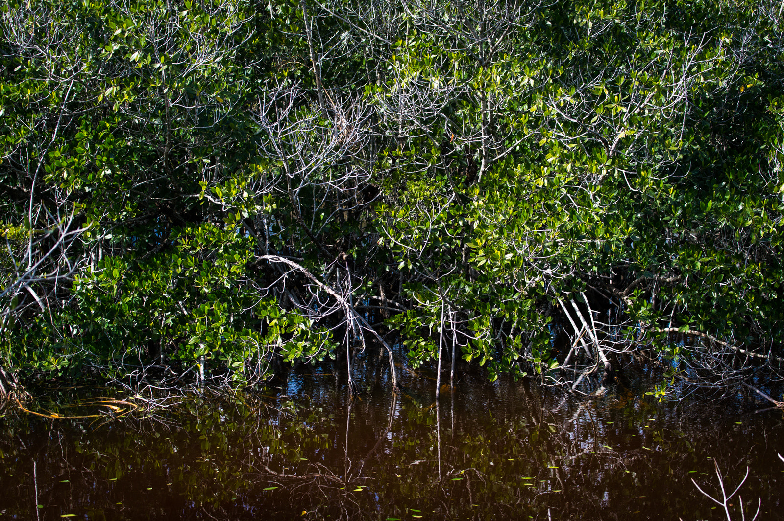 Nikon AF-S Nikkor 70-200mm F4G ED VR sample photo. Somewhere in the everglades photography
