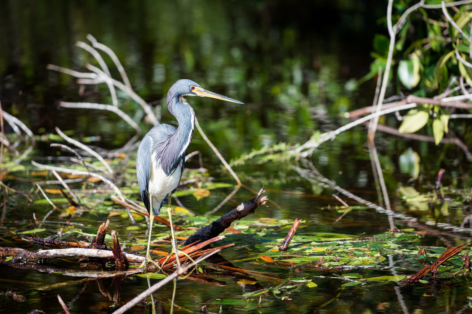 Nikon AF-S Nikkor 70-200mm F4G ED VR sample photo. Somewhere in the everglades photography