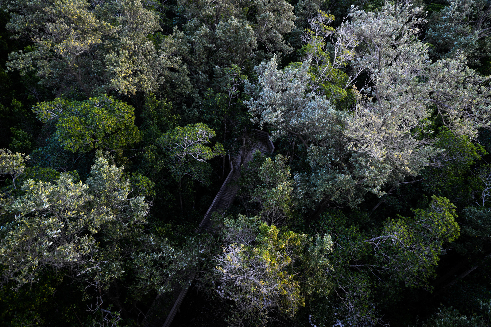 Nikon Df sample photo. Somewhere in the everglades photography