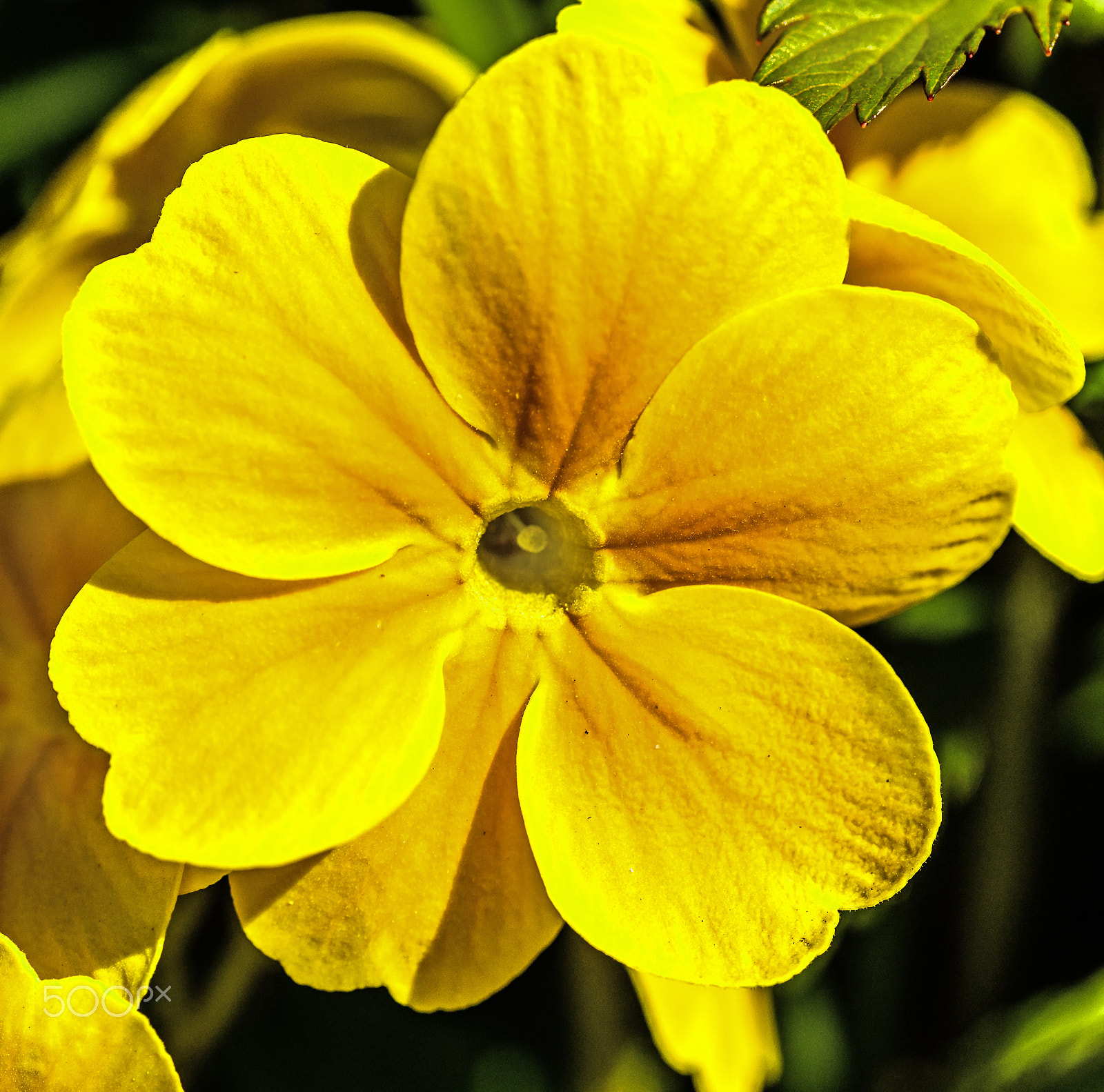 Sony Alpha DSLR-A850 + Tamron SP AF 90mm F2.8 Di Macro sample photo. The golden petals. photography