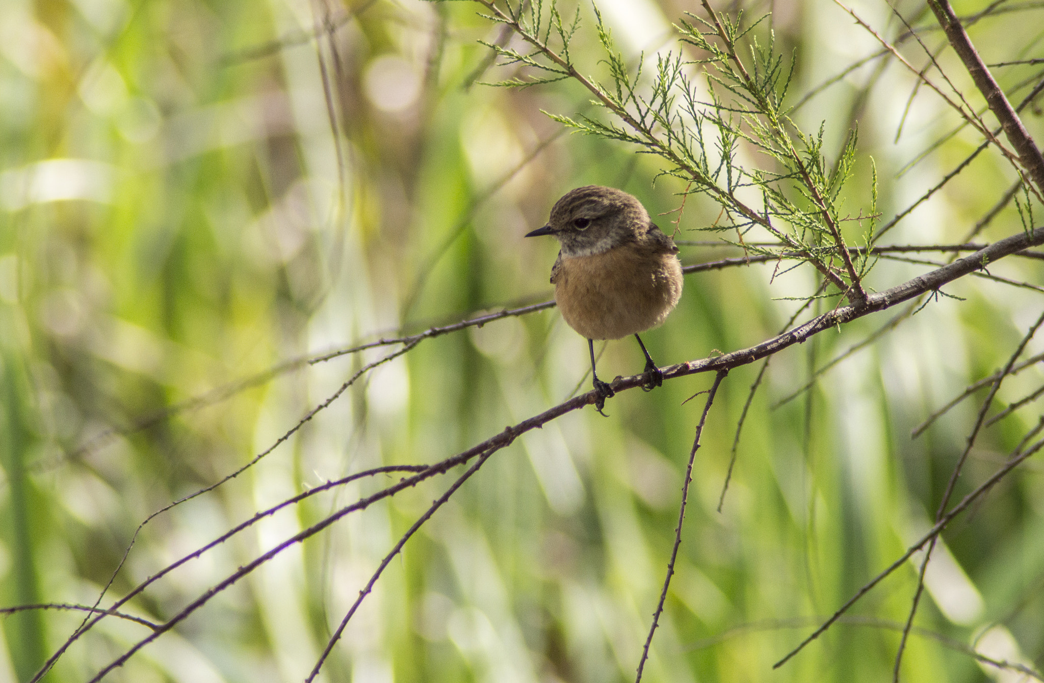 Tamron AF 200-400mm f/5.6 LD IF (75D) sample photo. Tarabilla común hembra - common stonechat female photography