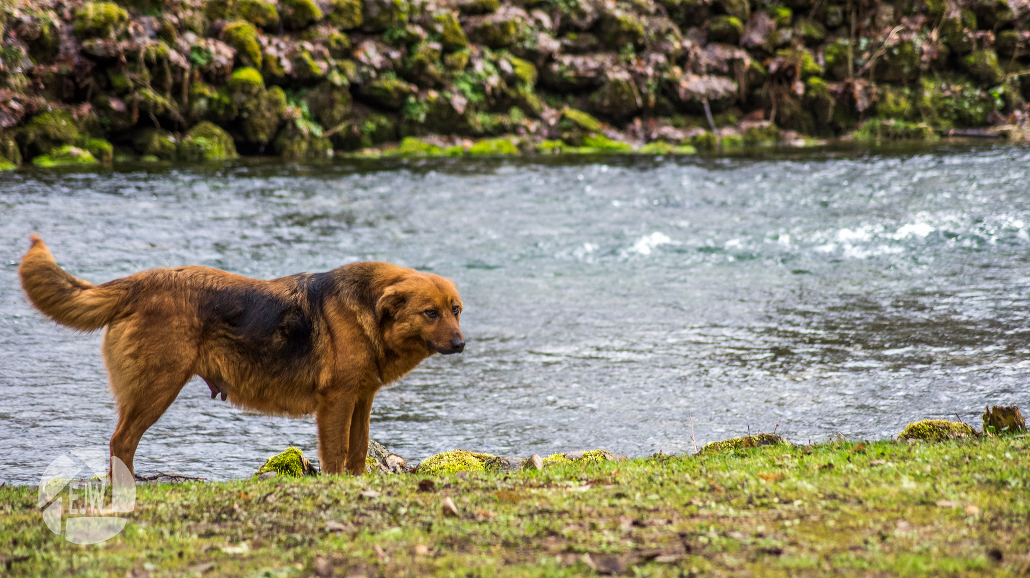 Sony DT 55-200mm F4-5.6 SAM sample photo. Vrelo bosne photography