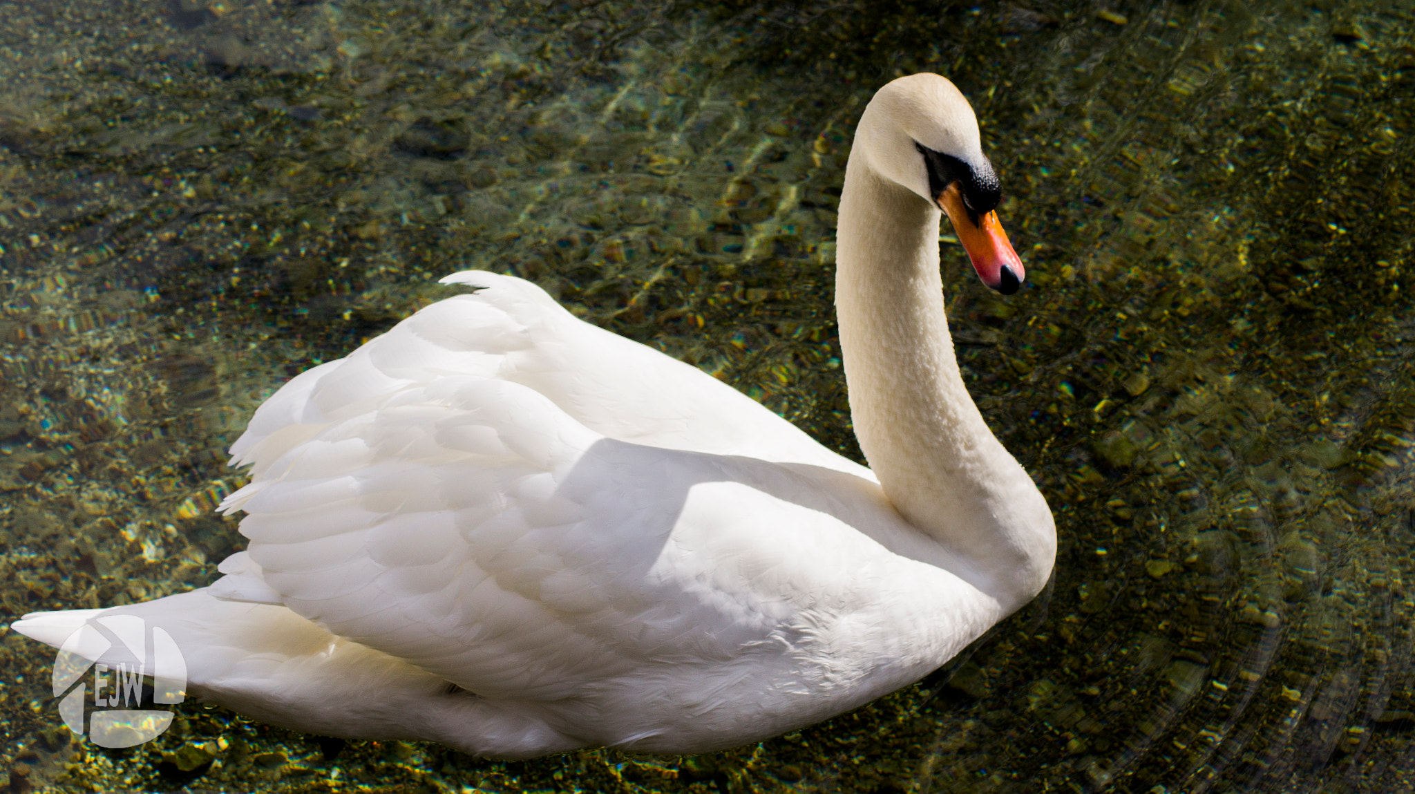 Sony DT 55-200mm F4-5.6 SAM sample photo. Swan (2) photography