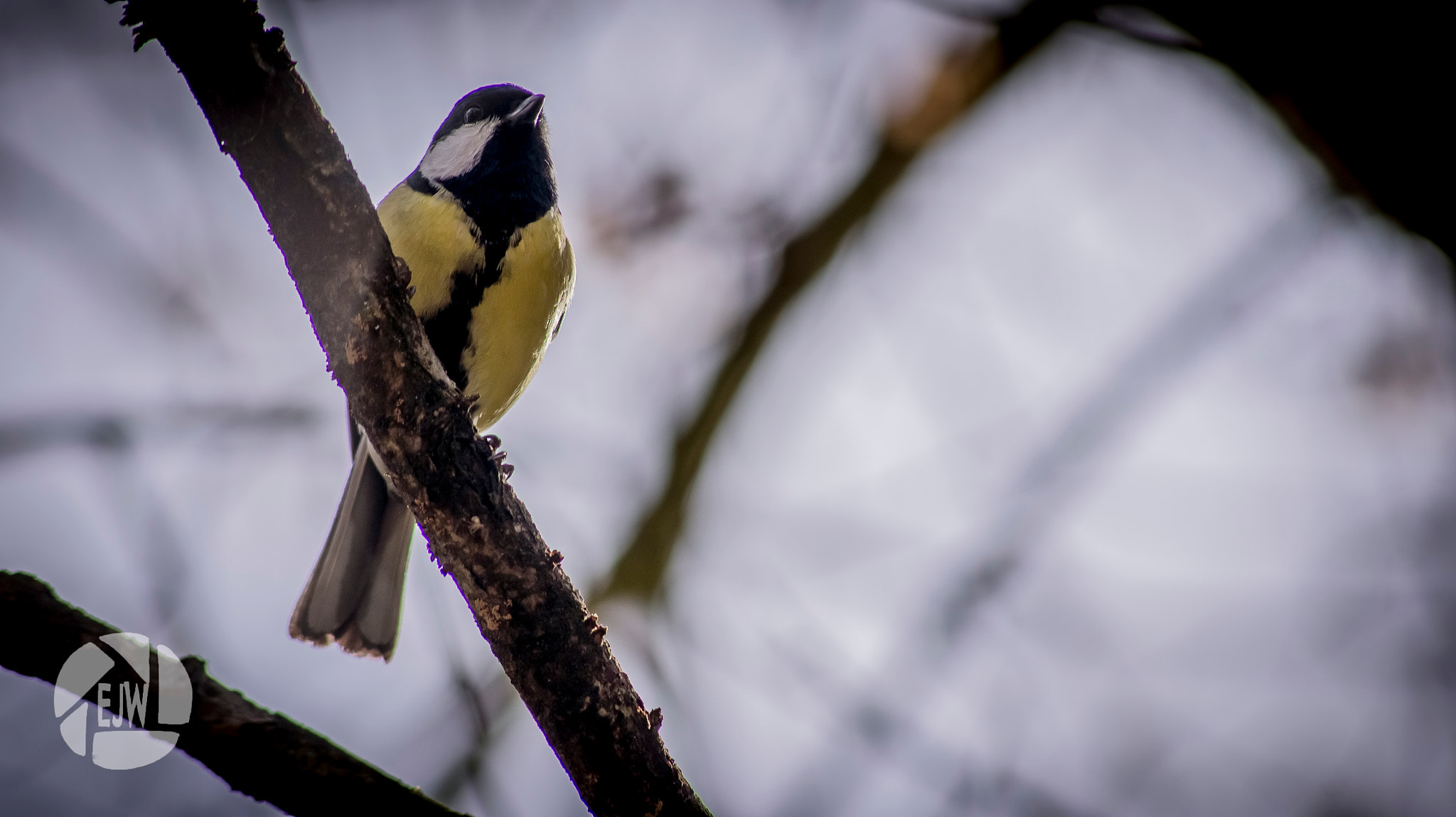 Sony DT 55-200mm F4-5.6 SAM sample photo. Birdie photography