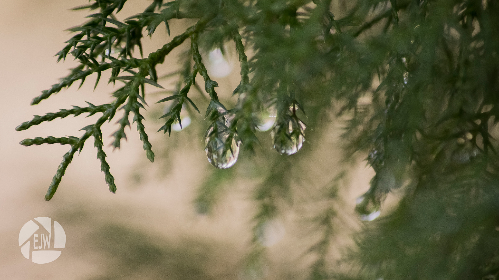 Sony DT 55-200mm F4-5.6 SAM sample photo. Droplets (2) photography