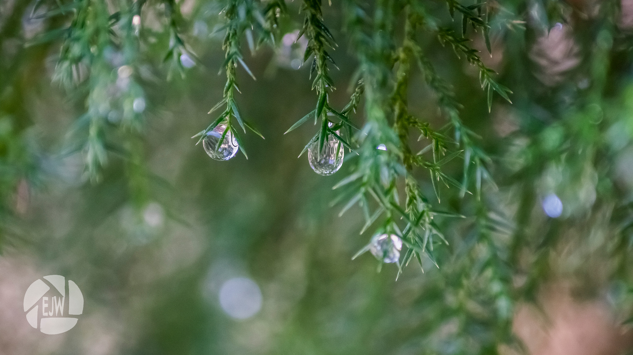 Sony DT 55-200mm F4-5.6 SAM sample photo. Droplets (1) photography
