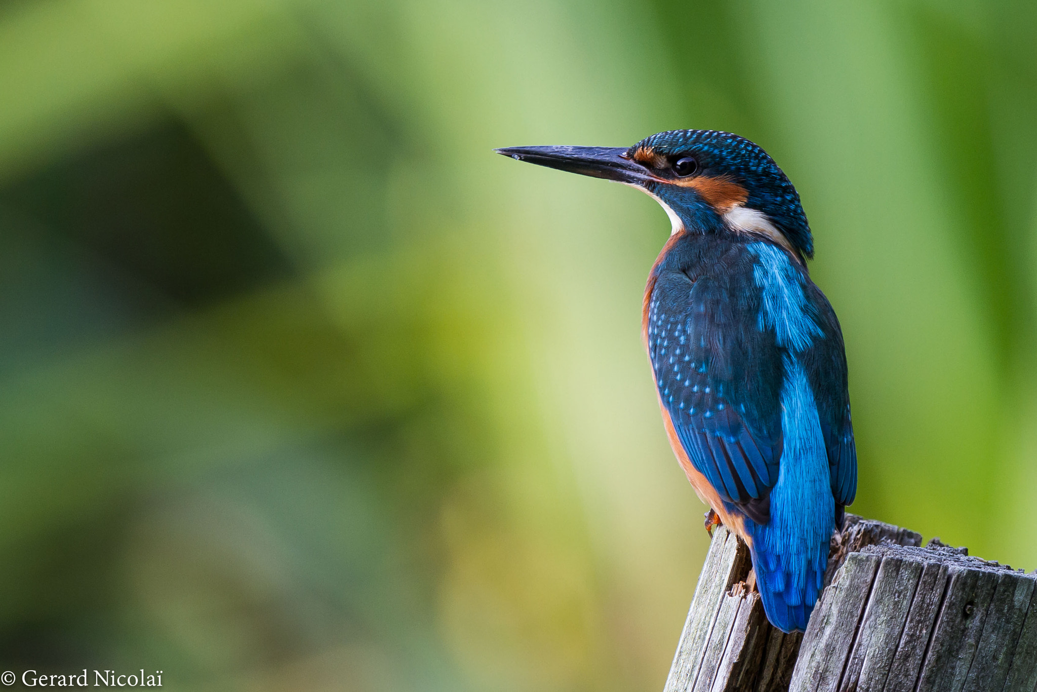 Canon EF 300mm F2.8L IS USM sample photo. Kingfisher photography