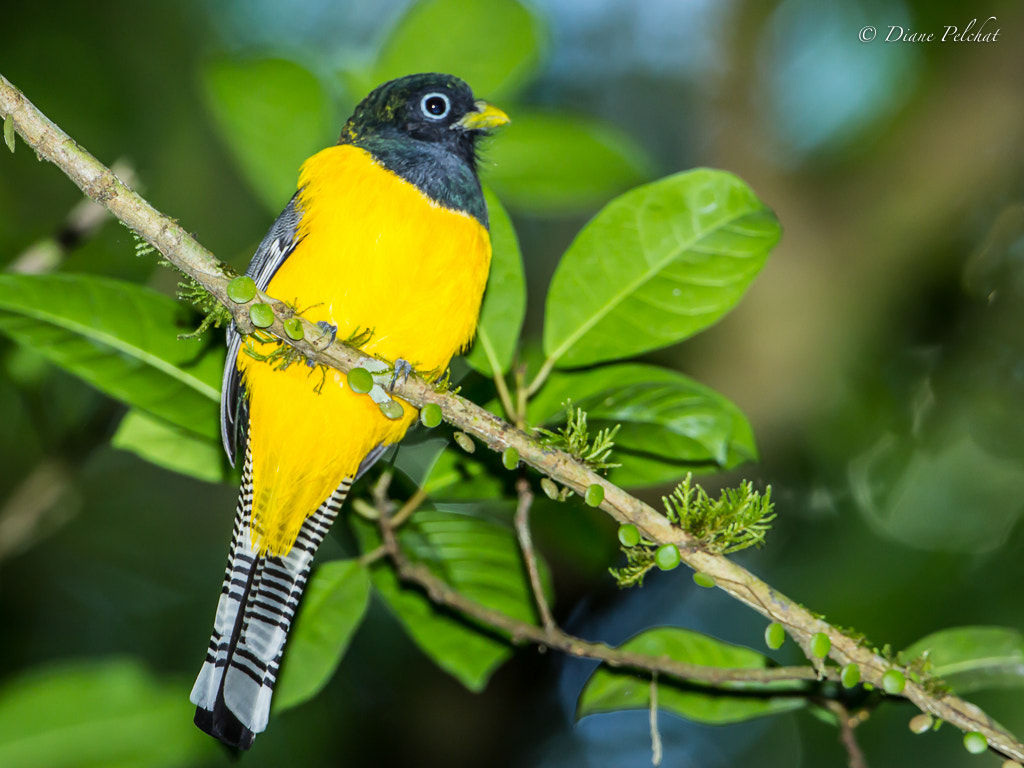 Canon EOS 60D + Canon EF 300mm F2.8L IS II USM sample photo. Black-headed trogon photography