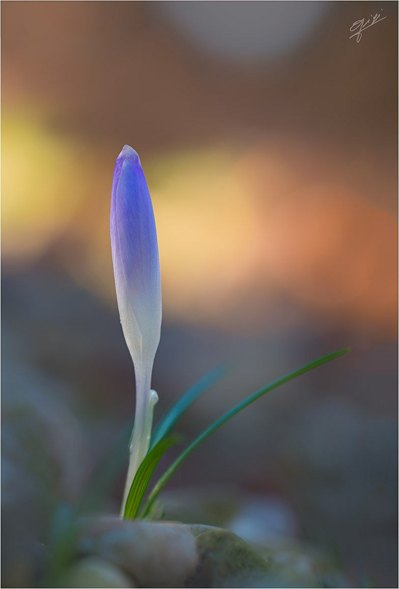 Sigma 150mm F2.8 EX DG OS Macro HSM sample photo. Crocus photography