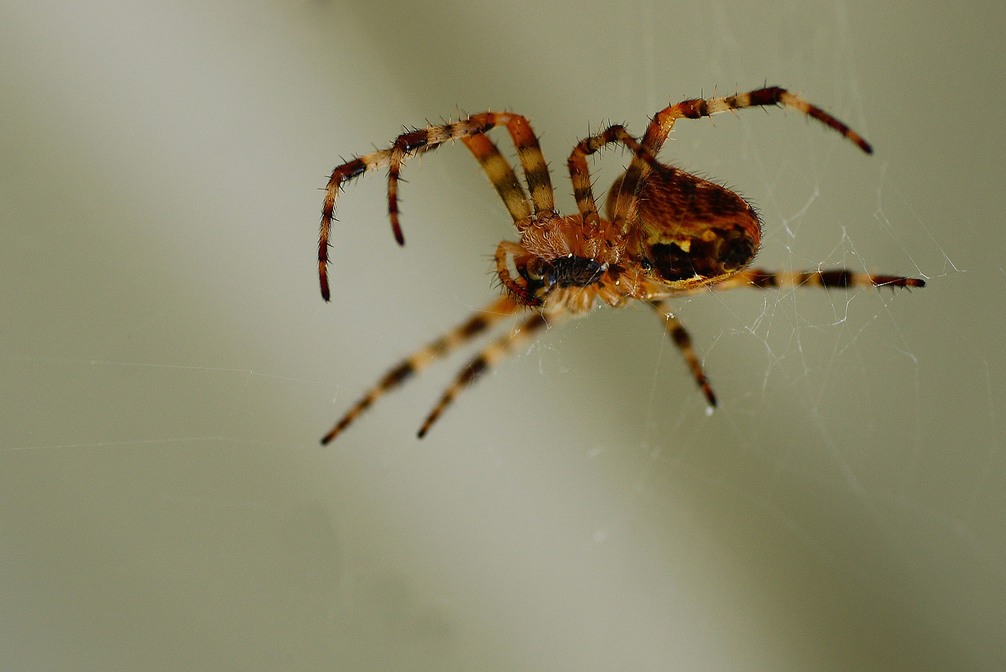 Sony Alpha DSLR-A230 + Sigma 70mm F2.8 EX DG Macro sample photo. Spider making a web photography