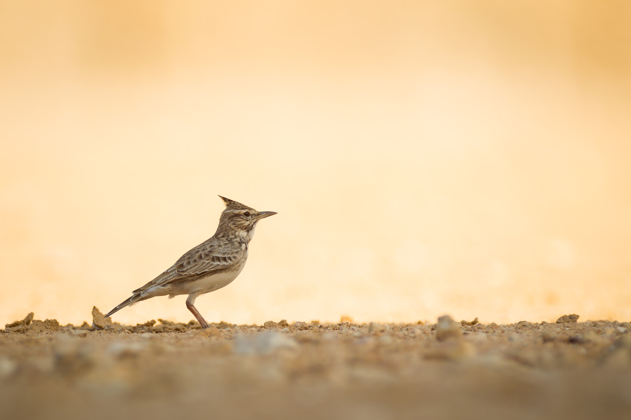 Canon EF 300mm f/2.8L + 1.4x sample photo. Dessert in the desert photography