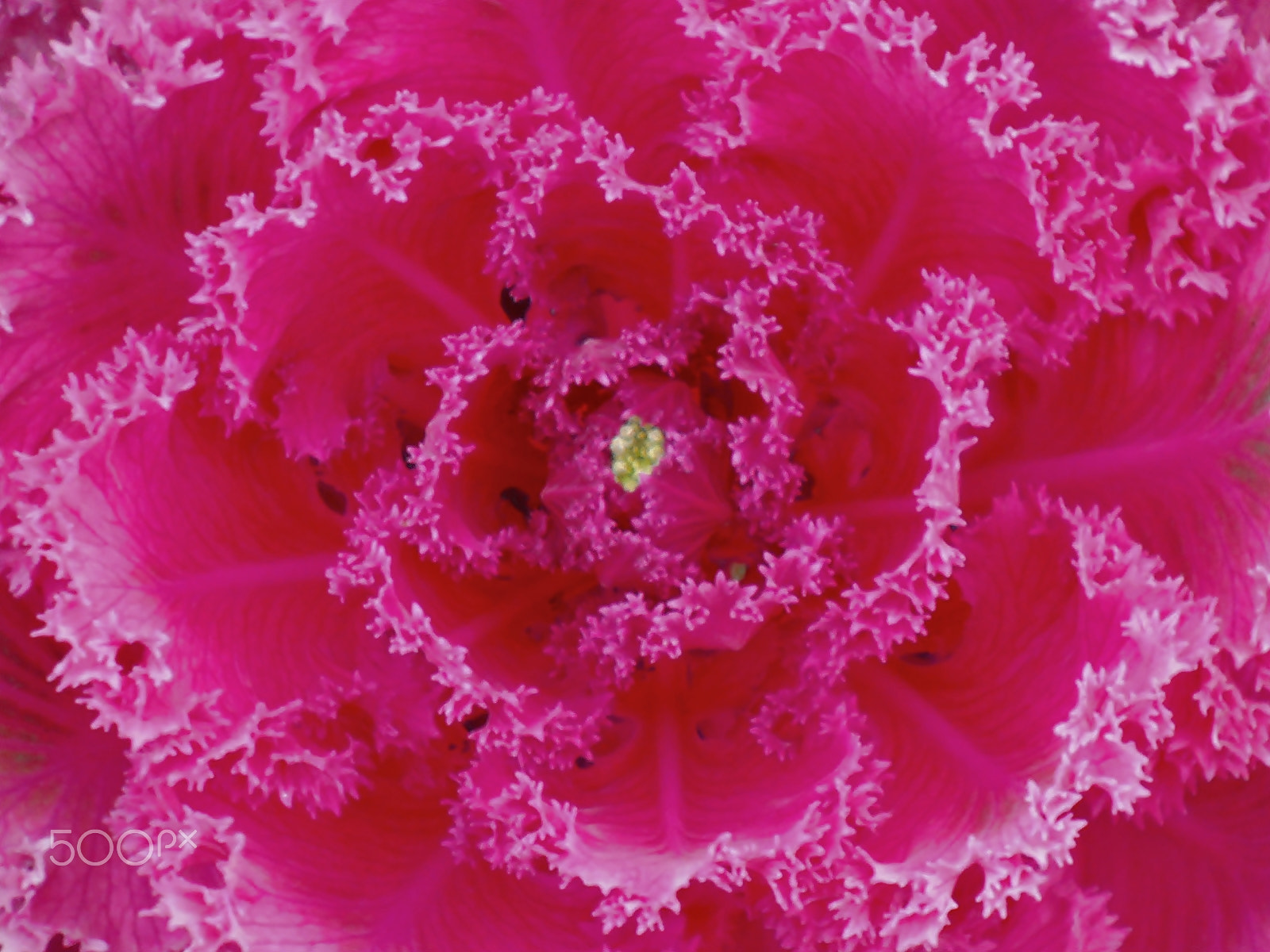 Olympus VR325,VR320,D725 sample photo. Cauliflower photography