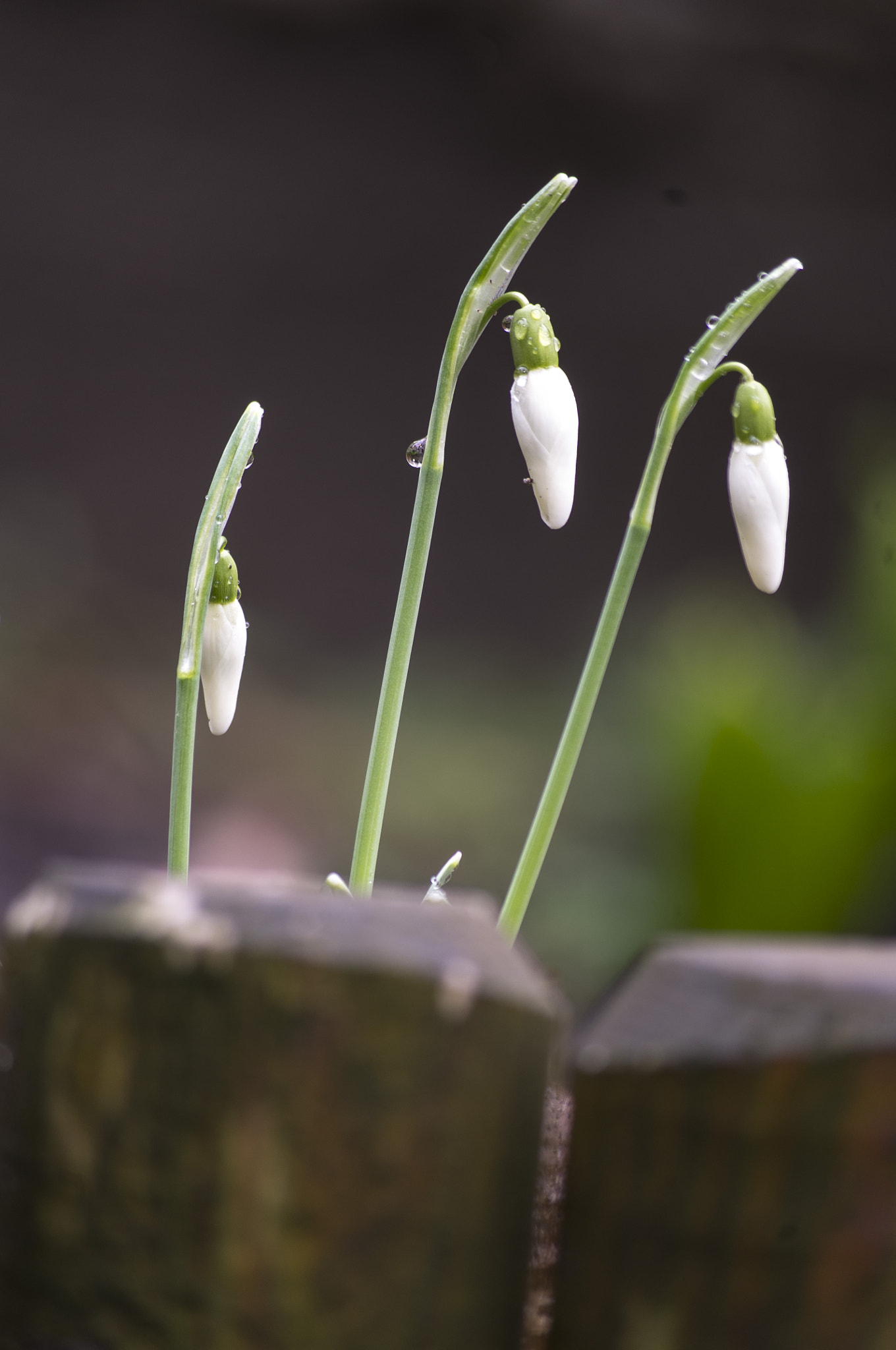 Pentax smc DA 50-200mm F4-5.6 ED WR sample photo. Snowdrops photography