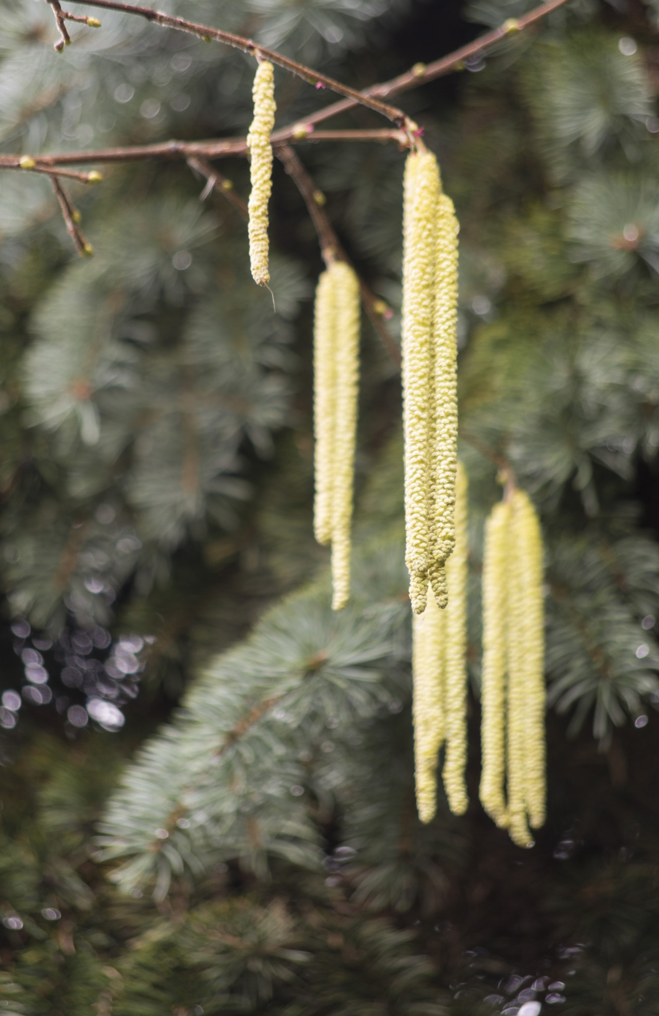 Pentax smc DA 50-200mm F4-5.6 ED WR sample photo. Hazel flower (male) photography