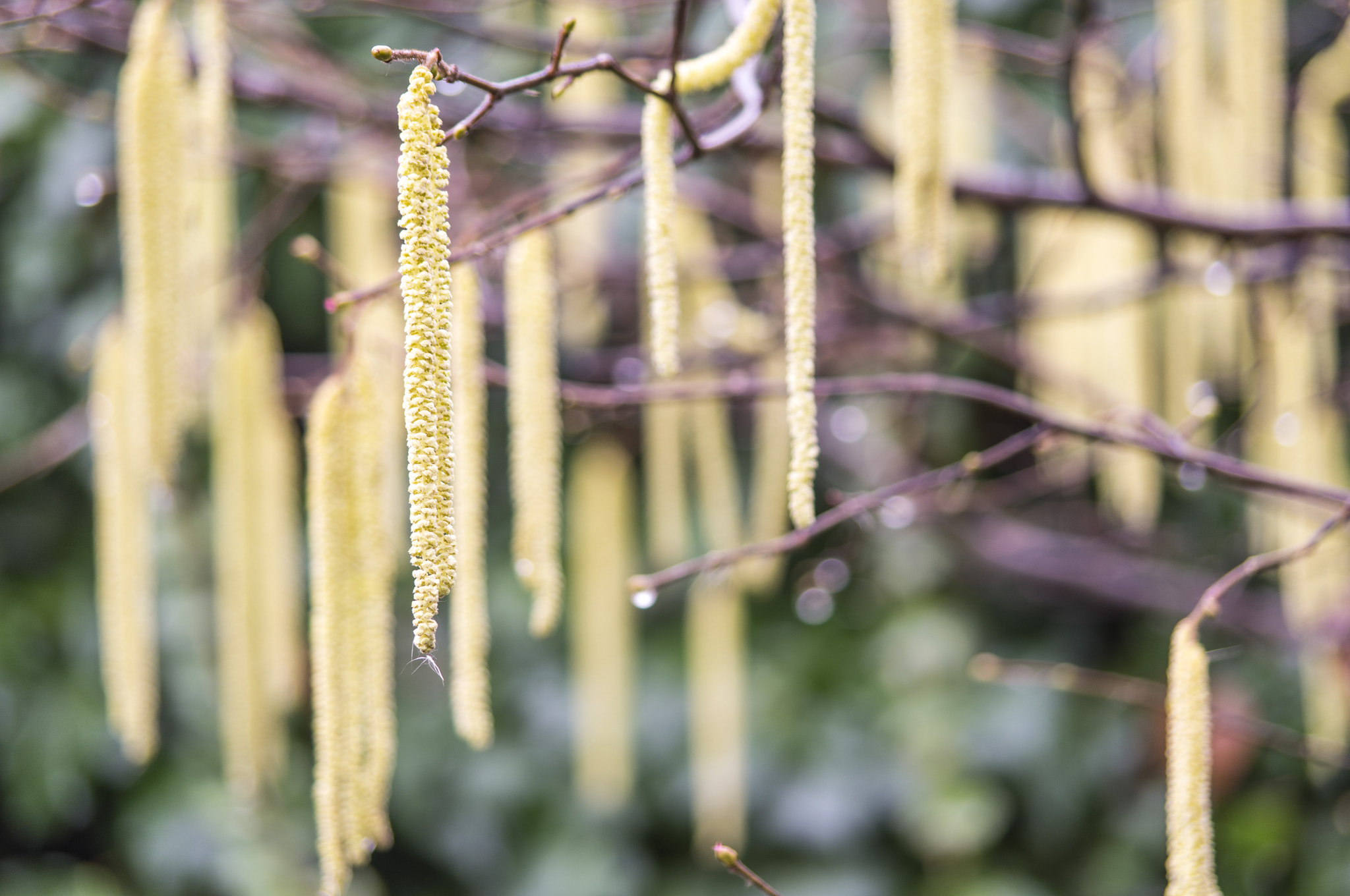 Pentax smc DA 50-200mm F4-5.6 ED WR sample photo. Hazel flower (male) photography