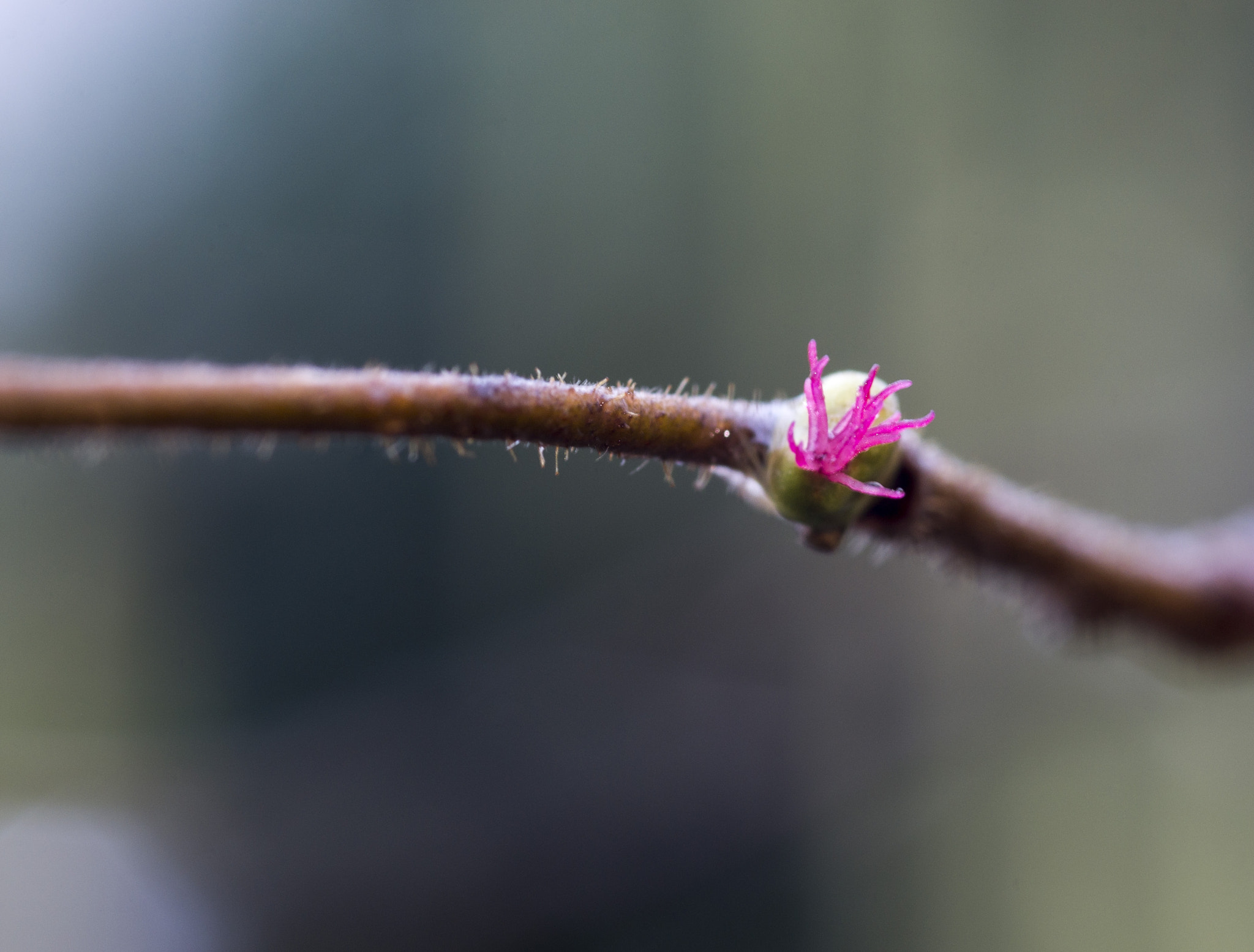 Pentax K-r + Sigma sample photo. Hazel flower (female) photography