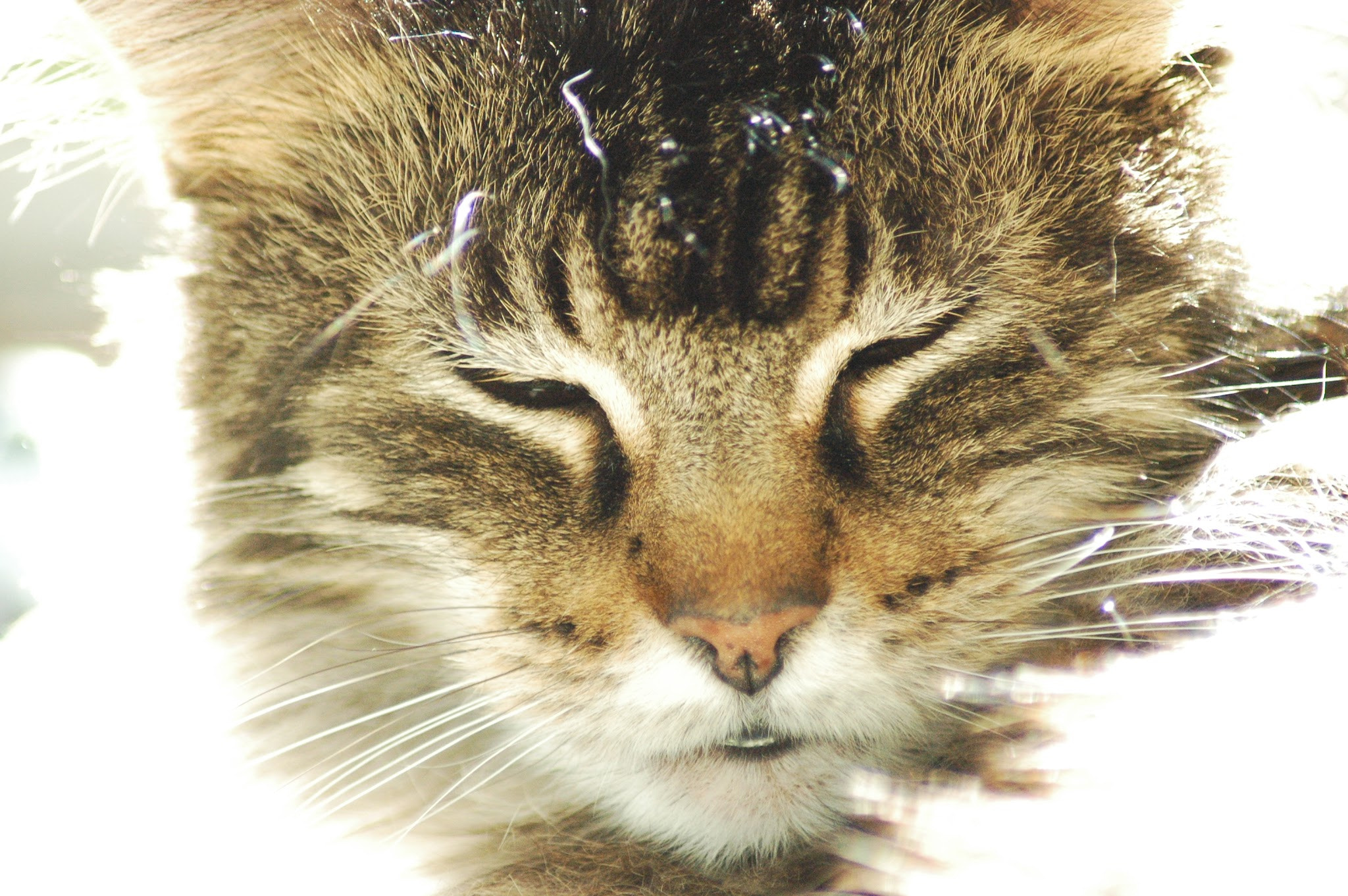 Nikon D70s sample photo. Relaxing in the sun﻿ photography