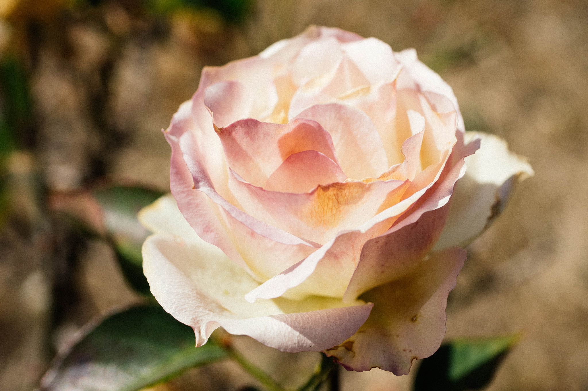 Panasonic Lumix G Macro 30mm F2.8 ASPH Mega OIS sample photo. Old rose photography