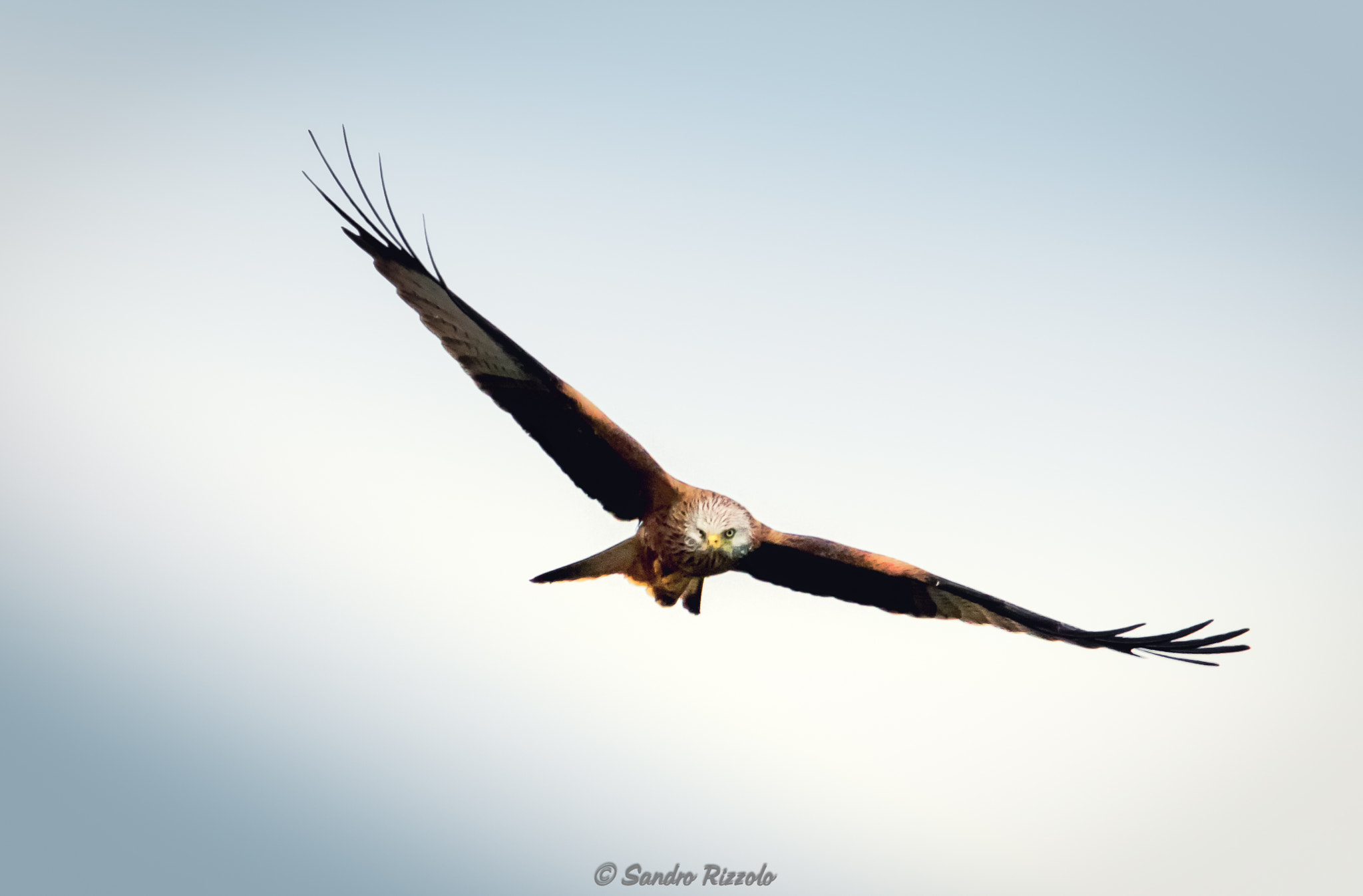 Sigma 150-600mm F5-6.3 DG OS HSM | C sample photo. Red kite cruising photography