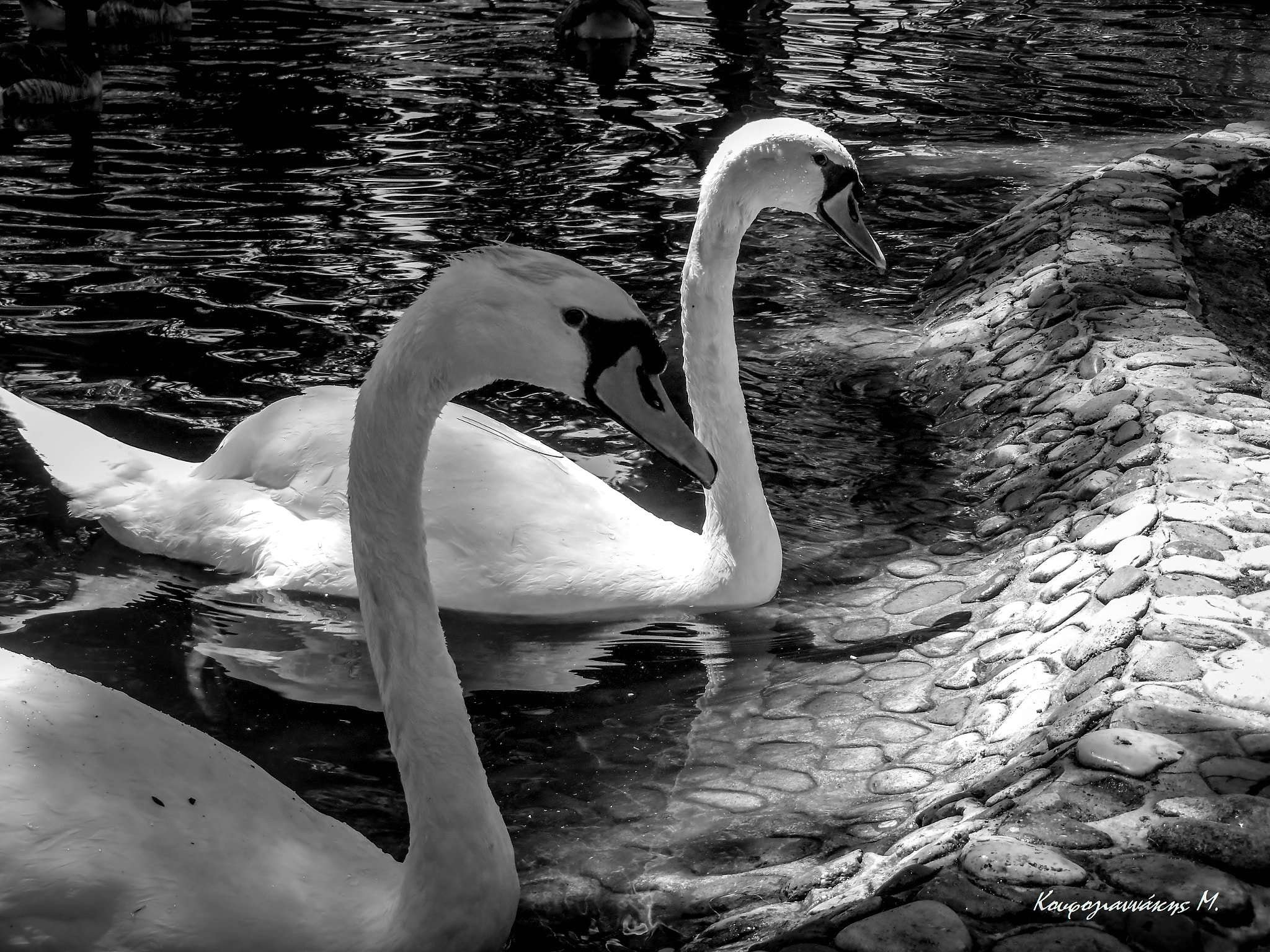 Nikon COOLPIX S6700 sample photo. Swans photography