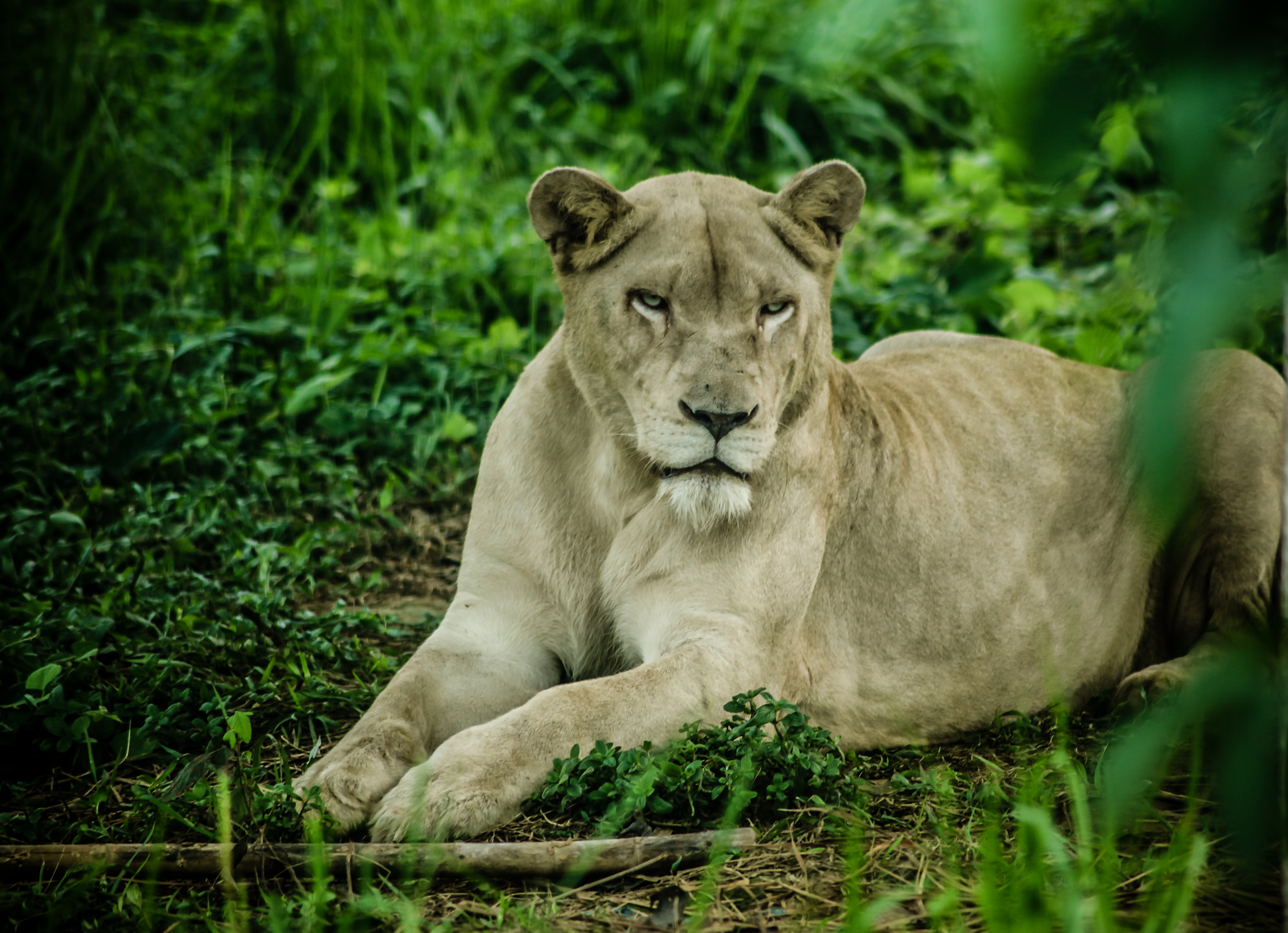 Canon EOS 5DS sample photo. From africa to mangroves photography