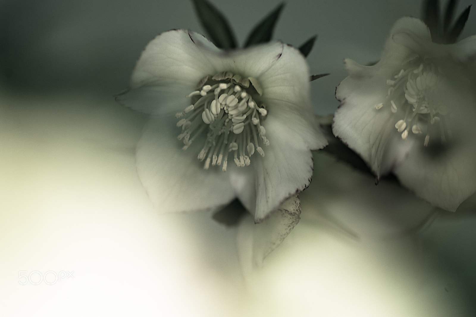 Nikon Df sample photo. Secret dream photography