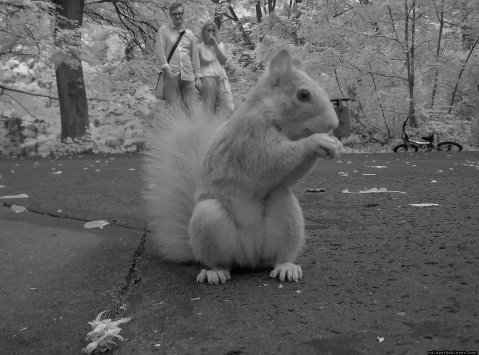 Canon POWERSHOT A540 sample photo. Squirrel photography