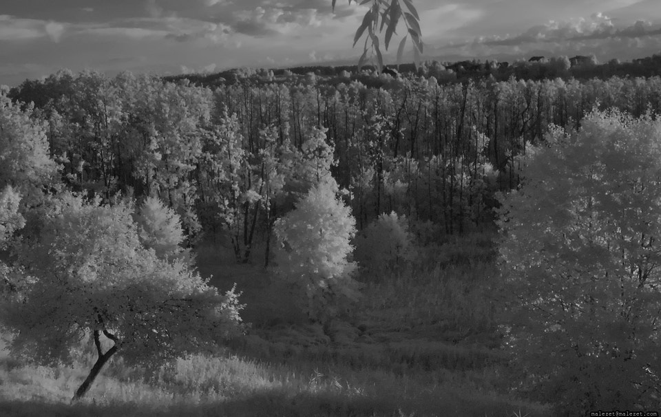 Canon POWERSHOT A540 sample photo. Photo hunting (infrared) photography