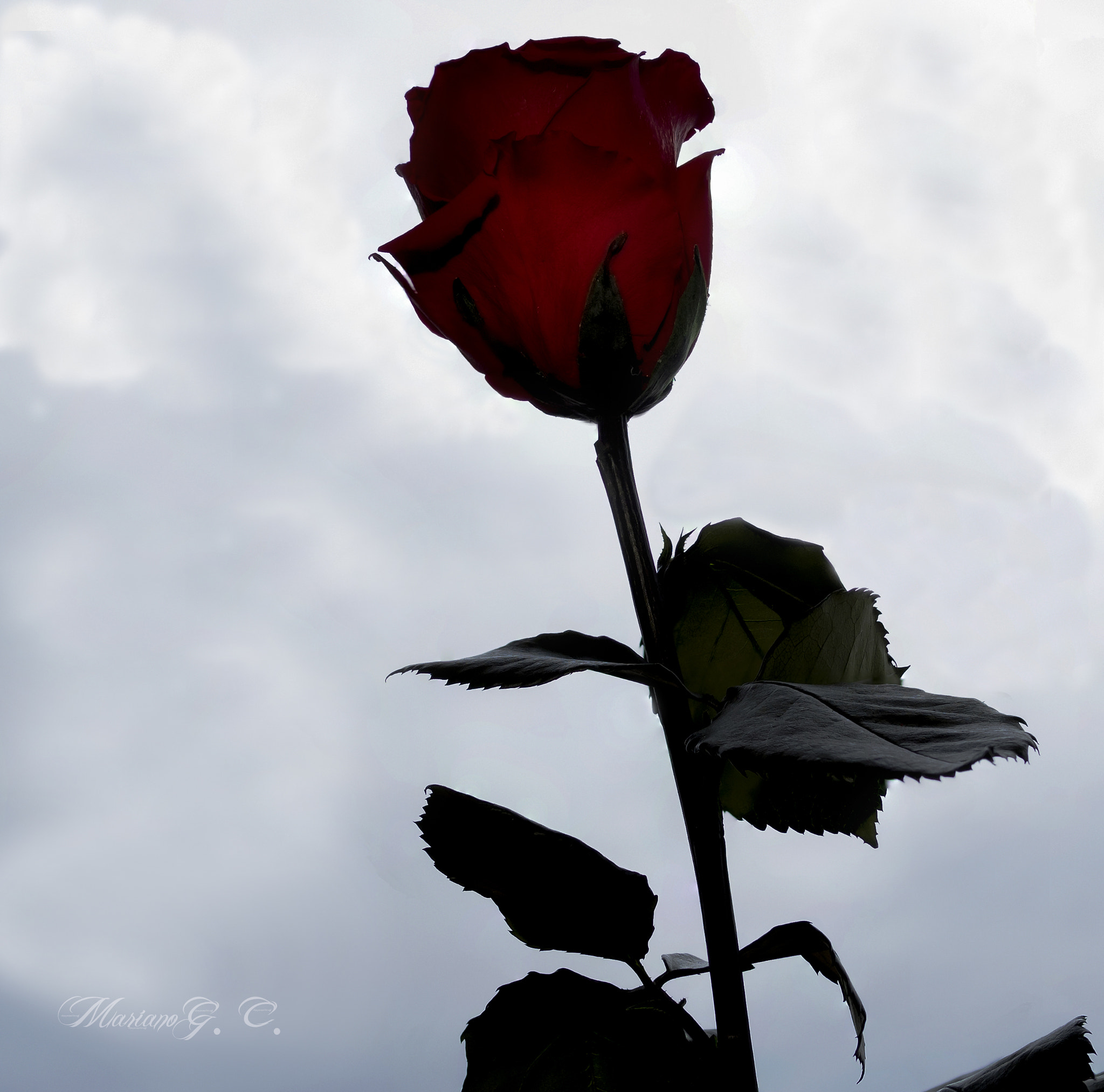 Olympus OM-D E-M1 + Panasonic Leica DG Summilux 25mm F1.4 II ASPH sample photo. Rosa eterna photography