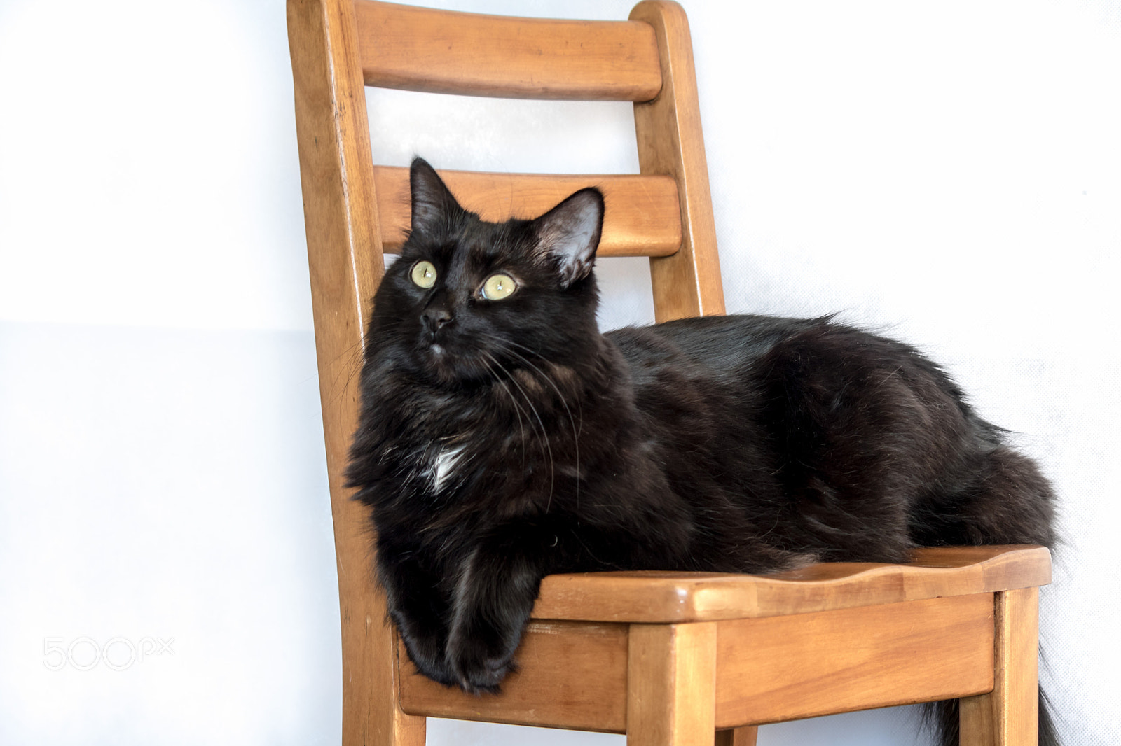 Canon EOS 750D (EOS Rebel T6i / EOS Kiss X8i) sample photo. Poo on a chair photography