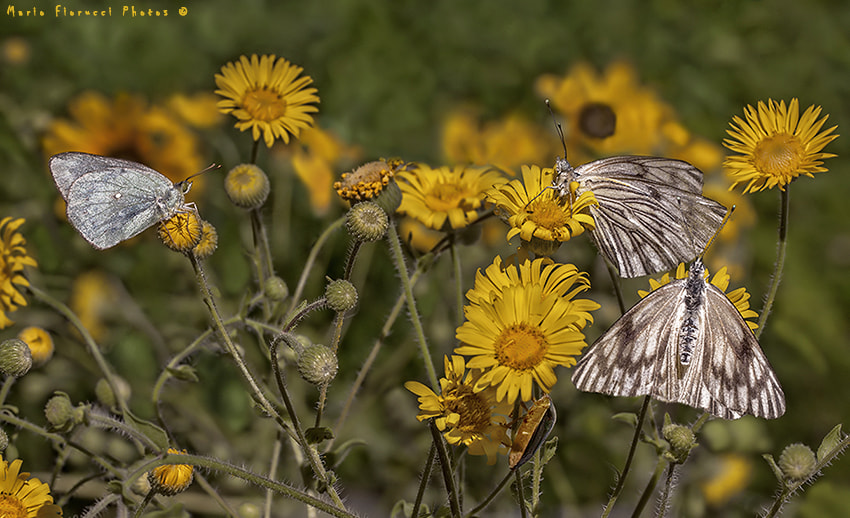 Canon EOS 40D + Canon EF 100mm F2.8L Macro IS USM sample photo. Scene with butterflies and yellow flowers photography