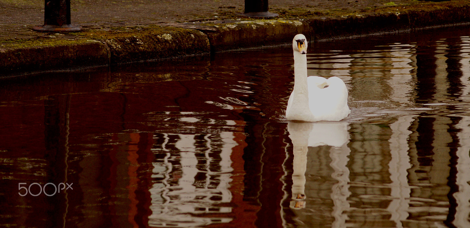Sigma 70-300mm F4-5.6 DL Macro sample photo. The swimming swan photography