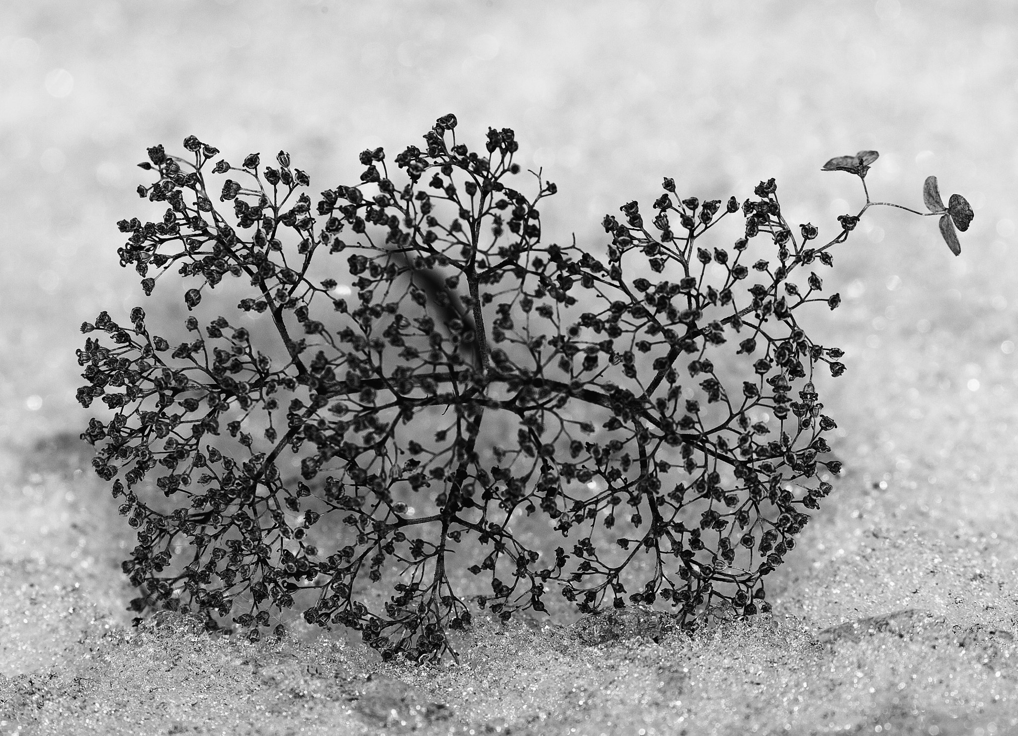 Canon EF 100-400mm F4.5-5.6L IS II USM sample photo. Frozen weed photography