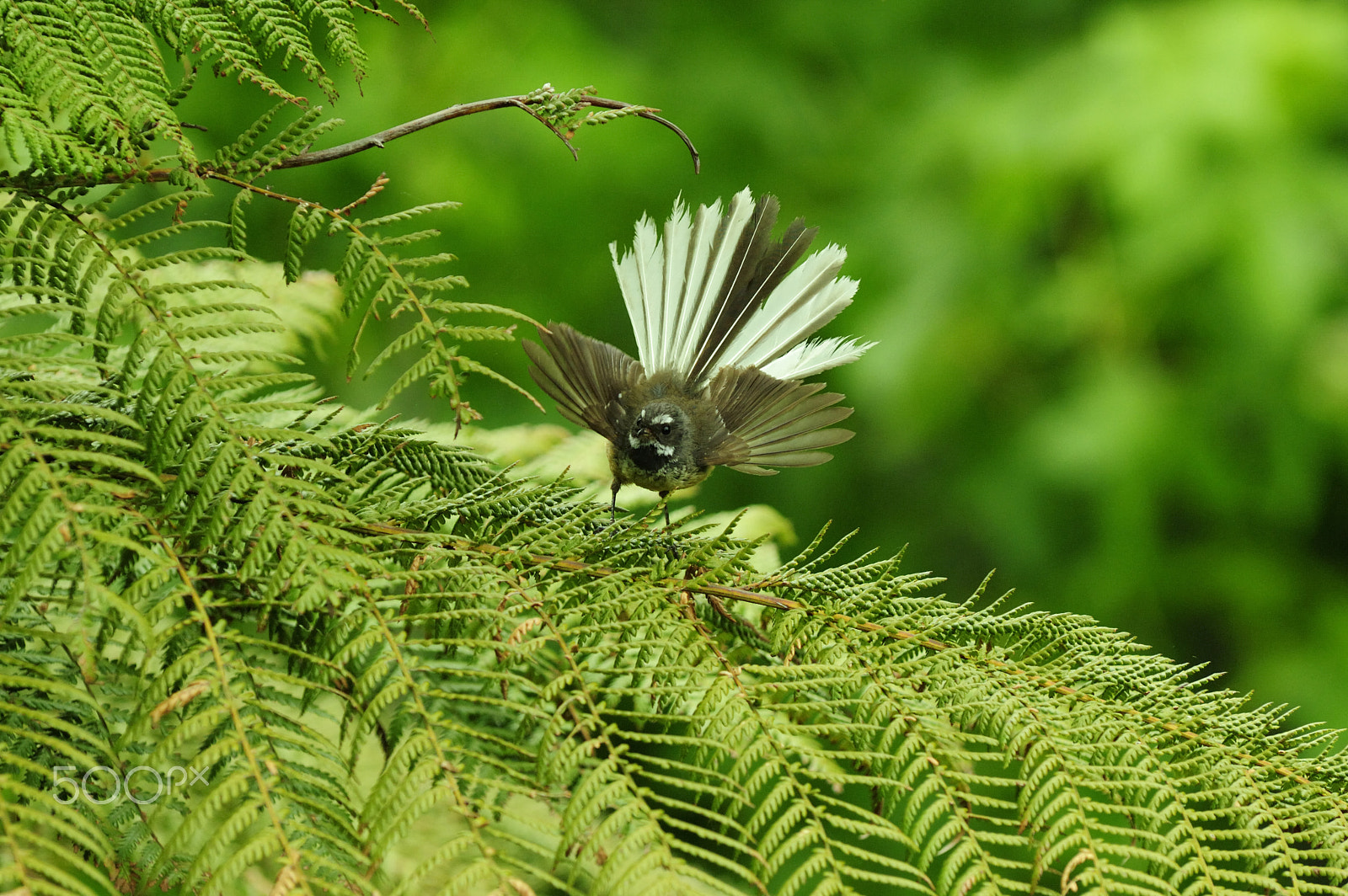 Nikon D2X sample photo. Fantail on the fern photography
