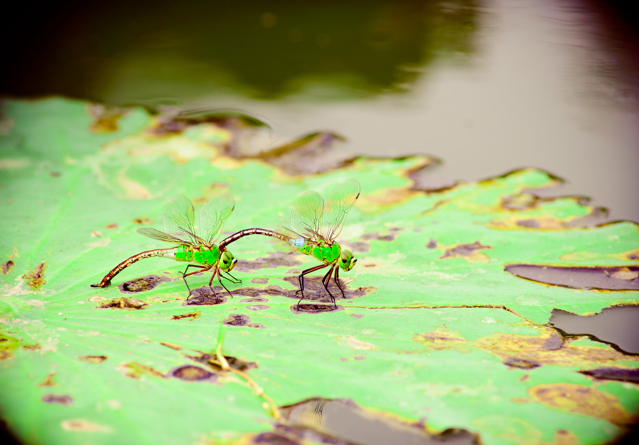 Nikon D610 + Nikon AF Nikkor 180mm F2.8D ED-IF sample photo. Love of dragonfly photography