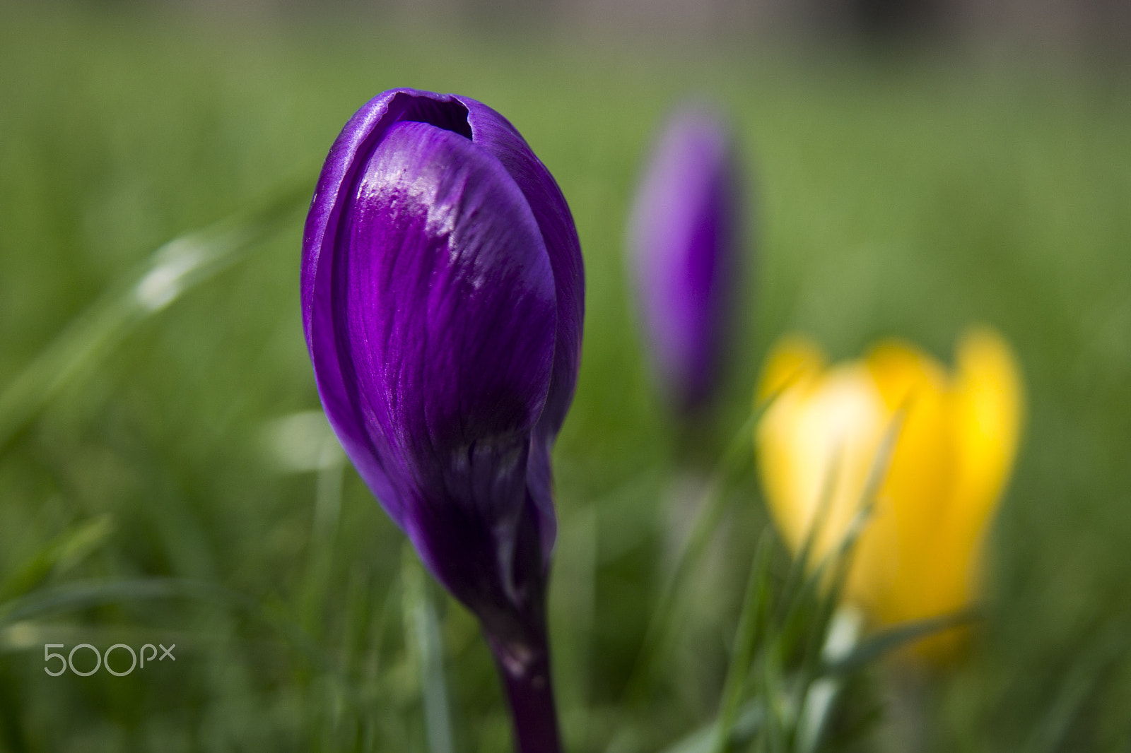 Canon EF-S 18-55mm F3.5-5.6 sample photo. Close up +4 canon 1100d photography