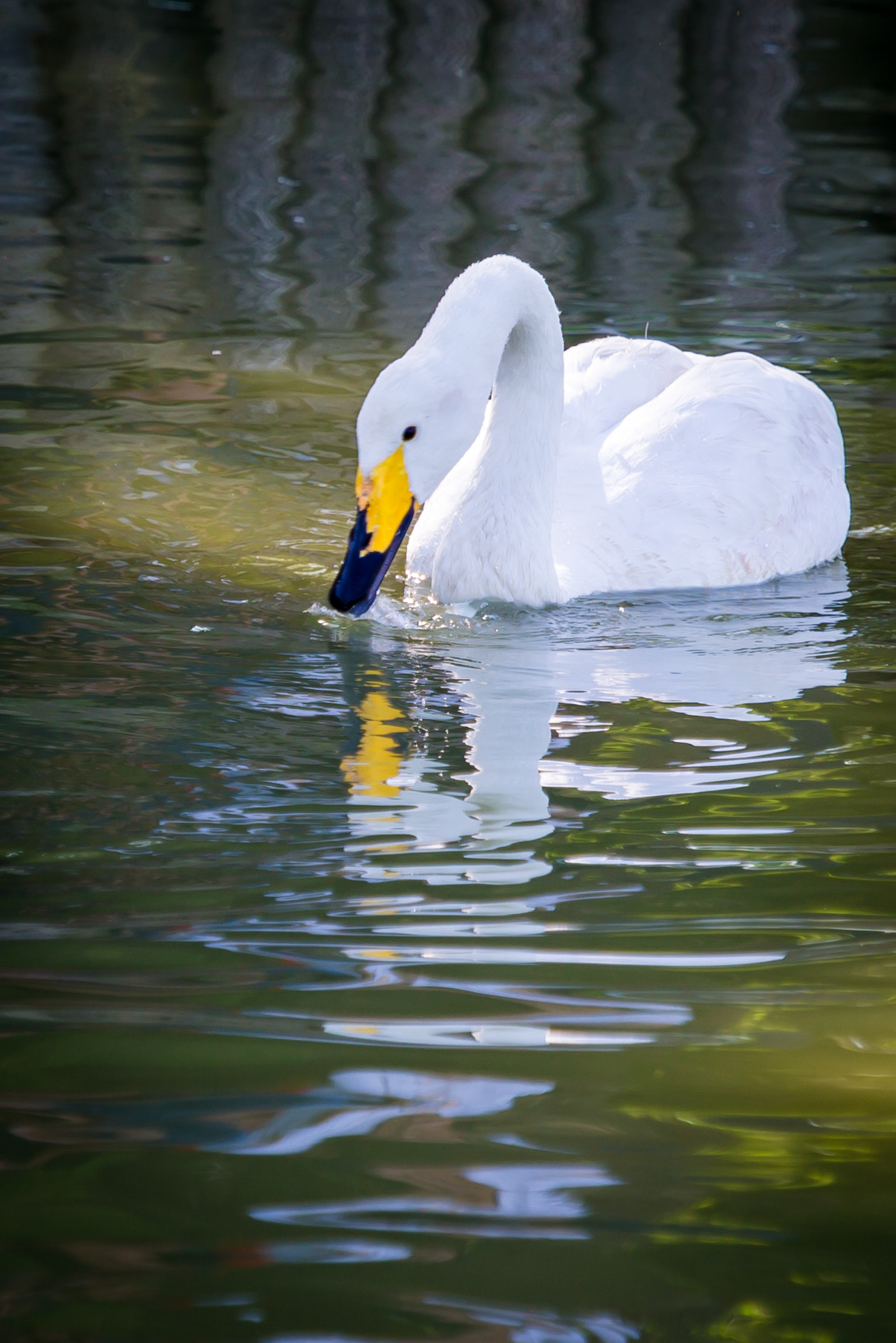 Canon EF 100-400mm F4.5-5.6L IS USM sample photo. _83z6814-3.jpg photography