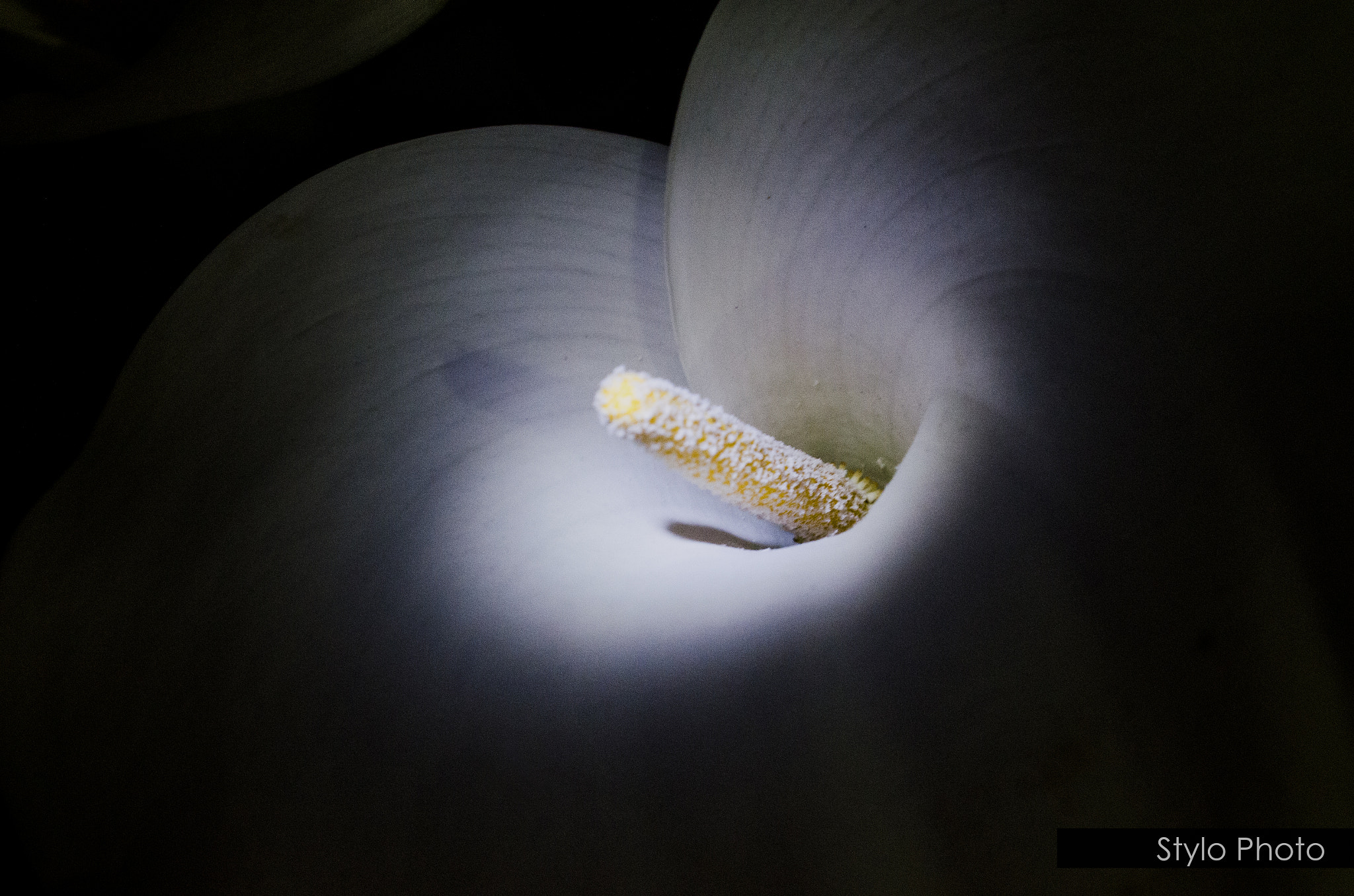 AF Zoom-Nikkor 35-135mm f/3.5-4.5 N sample photo. Luz en flor photography